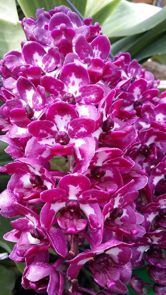 Rhynchostylis gigantea Cartoon