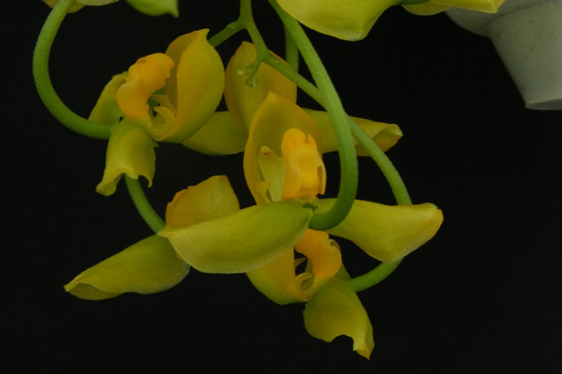 Gongora galeata var. concolor