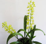 Carica l'immagine nel visualizzatore Galleria, Grammatocymbidium Star Festival 'Golden Apple'