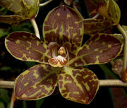 Grammatophyllum Tiger