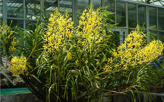 Grammatophyllum speciosum var. flava