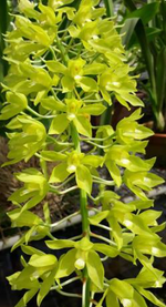 Carica l&#39;immagine nel visualizzatore Galleria, Grammatophyllum speciosum var. flava
