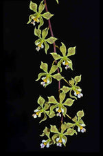 Load image into Gallery viewer, Encyclia wasp