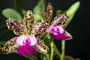 Cattleya Green Emerald 'Queve' AM/AOS