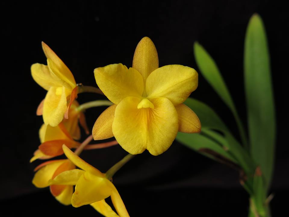 Guaritonia Why Not 'Yellow Kitty' (Gur. aurantiaca × Bro. sanguinea)