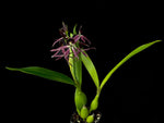 Load image into Gallery viewer, Guarechea Black Comet (Guarechea Miva Etoile Noire × Prosthechea cochleata)