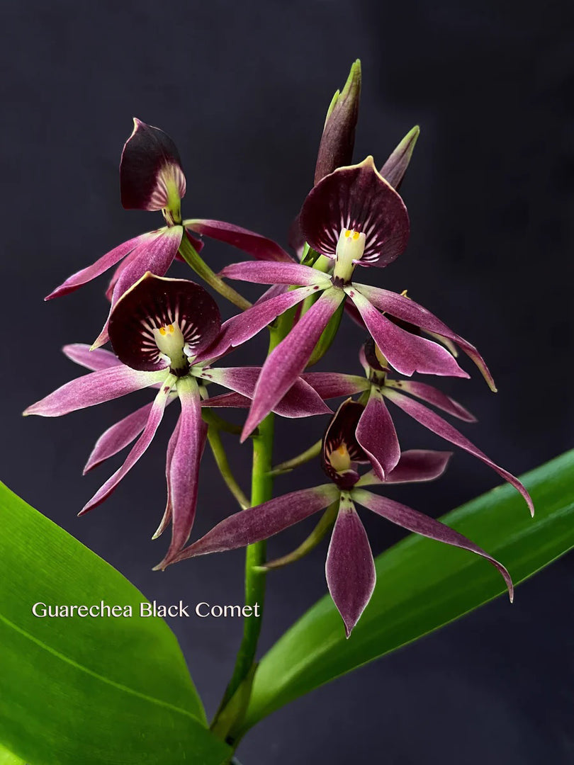 Guarechea Black Comet (Guarechea Miva Etoile Noire × Prosthechea cochleata)
