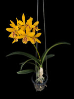 Carica l&#39;immagine nel visualizzatore Galleria, Guaricyclia Kyoguchi &#39;p&#39; (Gur. aurantiaca × Enc. incumbens)
