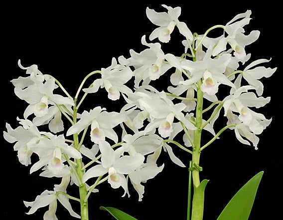 Cattleya bowringiana f. albescens 'Binot' - Br Orquidea