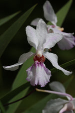Carica l&#39;immagine nel visualizzatore Galleria, Holcoglossum Buxheim (lingulatum x kimballianum)
