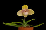 Chargez l'image dans la visionneuse de galerie, Paphiopedilum hangianum