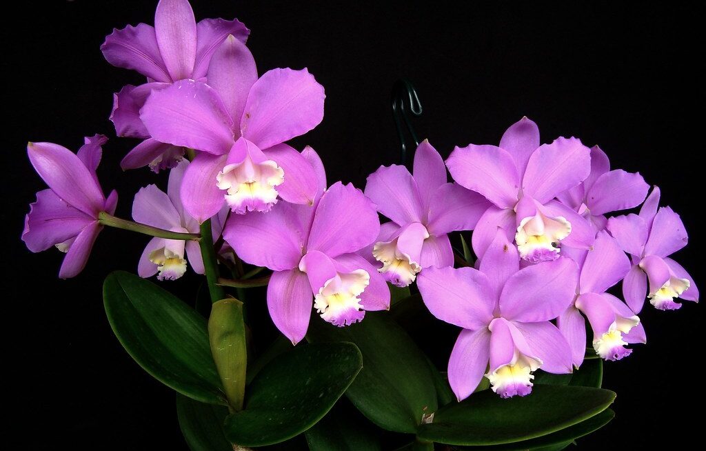 Cattleya harrisoniana
