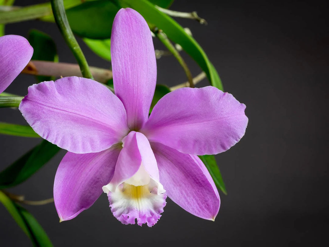 Cattleya harrisoniana