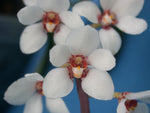 Load image into Gallery viewer, Sarcochilus hartmannii
