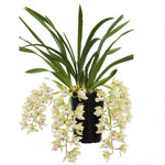 Load image into Gallery viewer, Cymbidium Cascade &#39;Harwin&#39;
