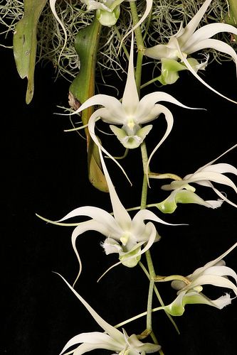 Erasanthe (syn. Aeranthes) henrici x ramosa