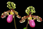 Carica l'immagine nel visualizzatore Galleria, Paphiopedilum henryanum