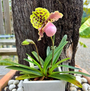 Paphiopedilum henryanum