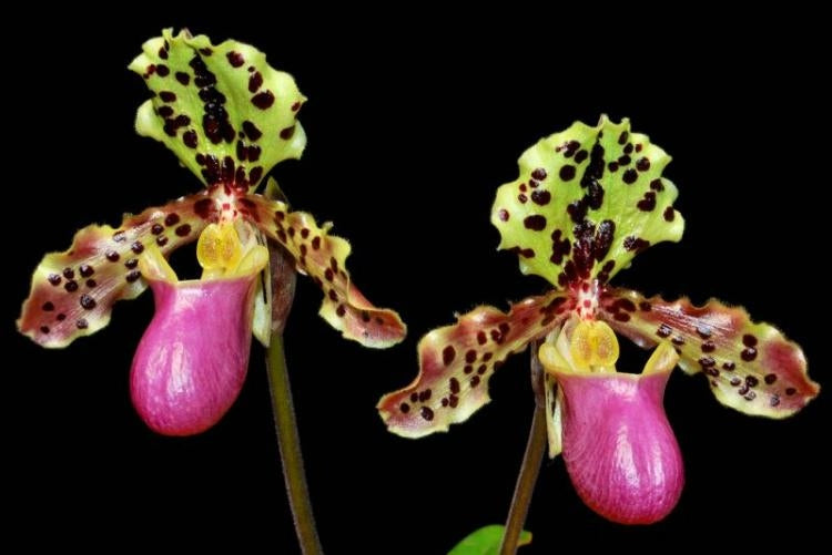 Paphiopedilum henryanum