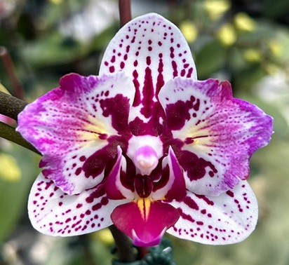 Phalaenopsis Lianher Happy Pearl - Peloric