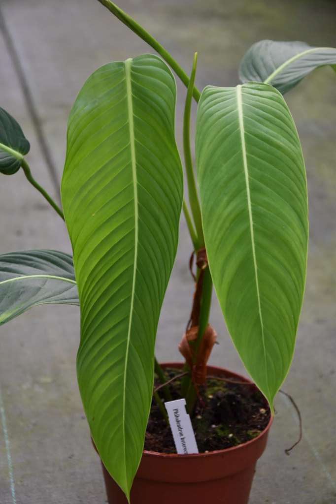 Philodendron heterocraspedon