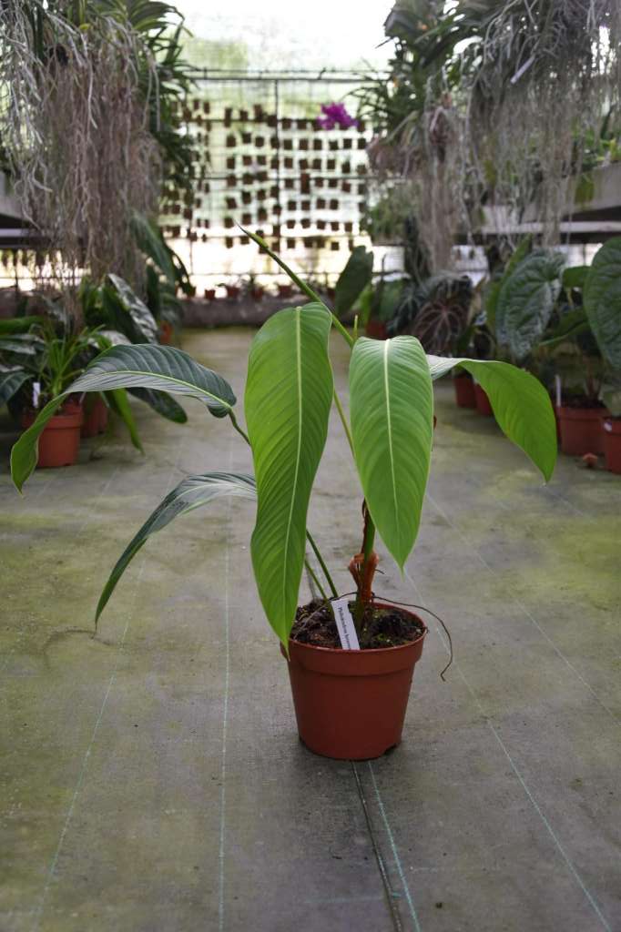 Philodendron heterocraspedon