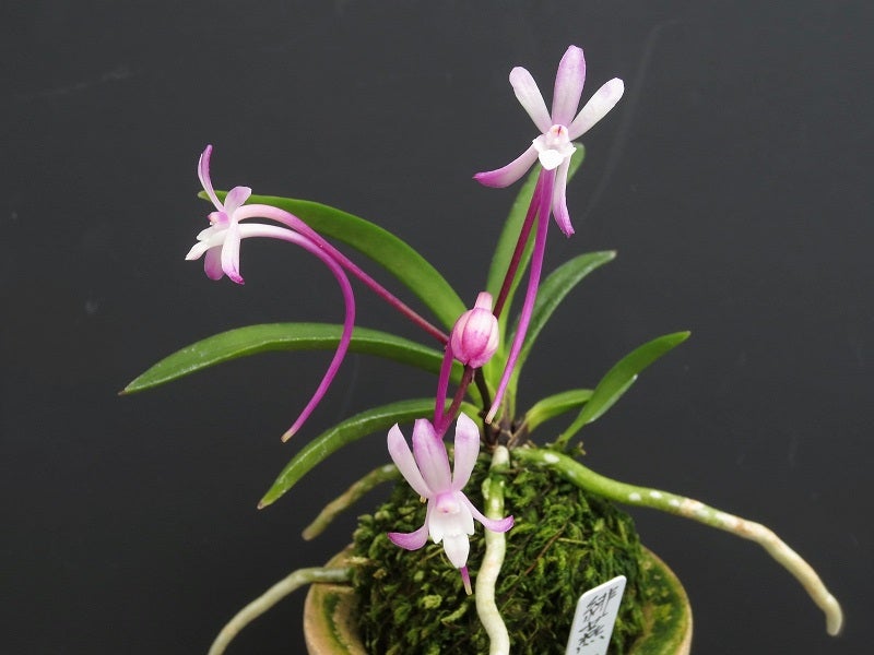 Neofinetia falcata 'Hien' 緋燕