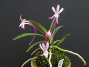Neofinetia falcata 'Hien' 緋燕
