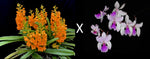 Load image into Gallery viewer, Holcoglossum amesianum x Ascocentrum garayi

