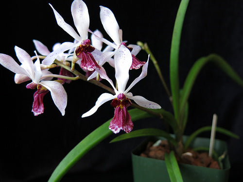 Holcoglossum wangi x Rhynchostylis gigantea