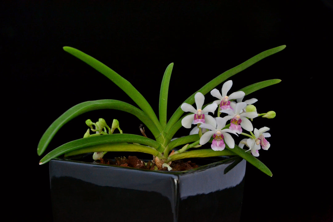 Holcostylis M S Sunlight (Holc. flavescens × Rhy. gigantea)