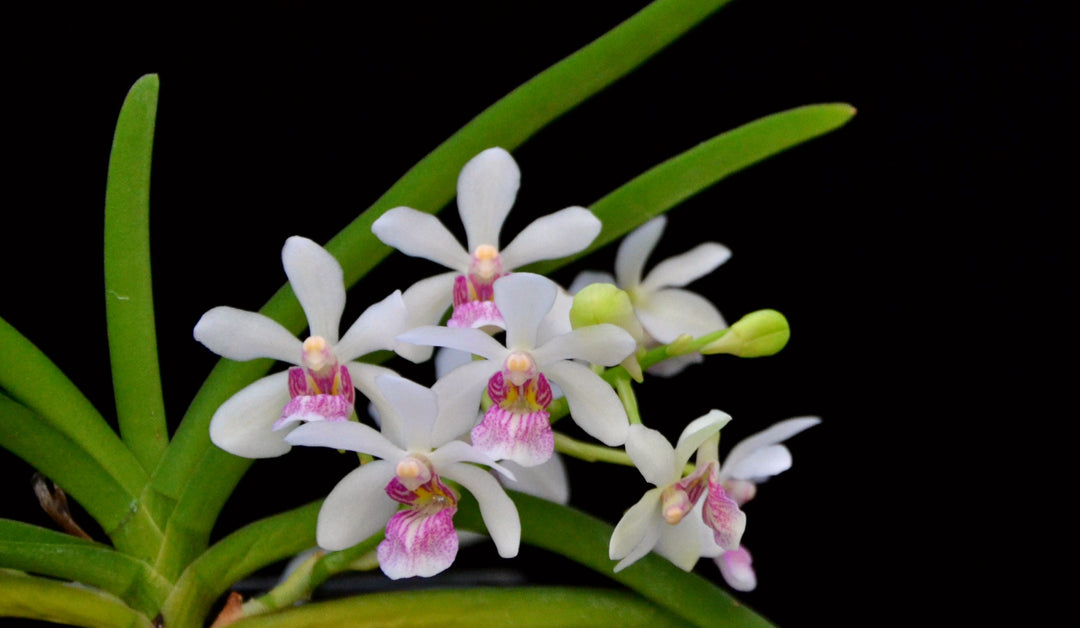 Holcostylis M S Sunlight (Holc. flavescens × Rhy. gigantea)