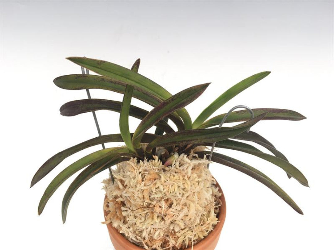 Neofinetia falcata 'Hōouden' 鳳凰殿
