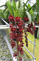 Load image into Gallery viewer, Cymbidium Street Tango
