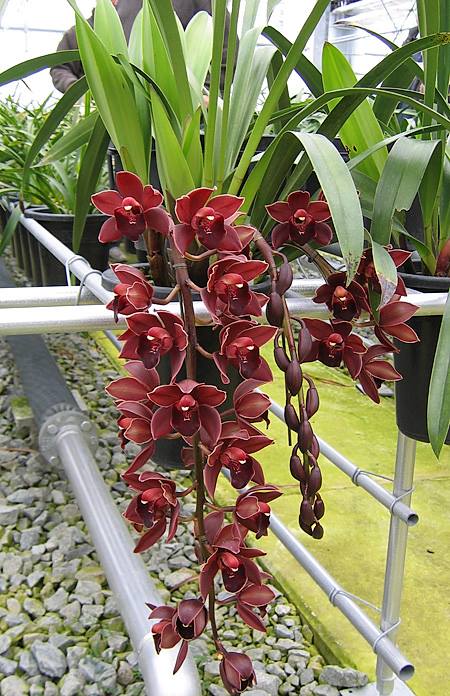 Cymbidium Street Tango