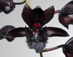 Load image into Gallery viewer, Fredclarkeara After Dark 'Sunset Valley Orchids' FCC/AOS