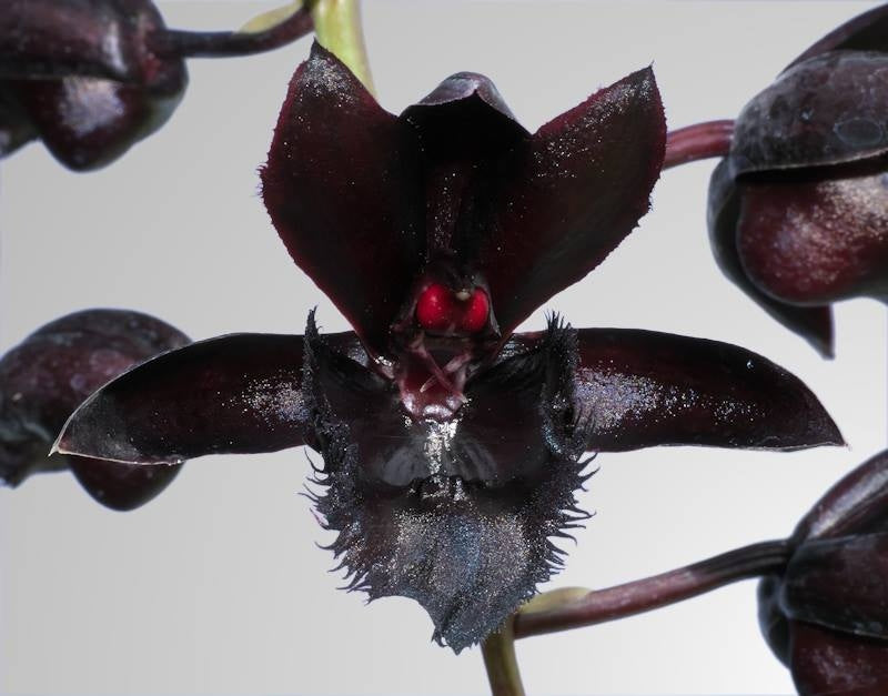 Fredclarkeara After Dark 'Sunset Valley Orchids' FCC/AOS