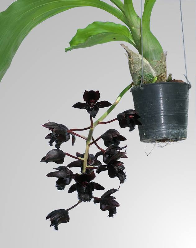 Fredclarkeara After Dark 'Sunset Valley Orchids' FCC/AOS