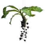 Load image into Gallery viewer, Fredclarkeara After Dark 'Sunset Valley Orchids' FCC/AOS
