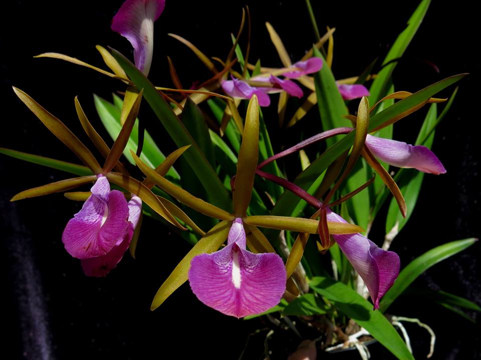 Bc. Star Ruby 'Xanadu' (B. nodosa × C. Batalinii)