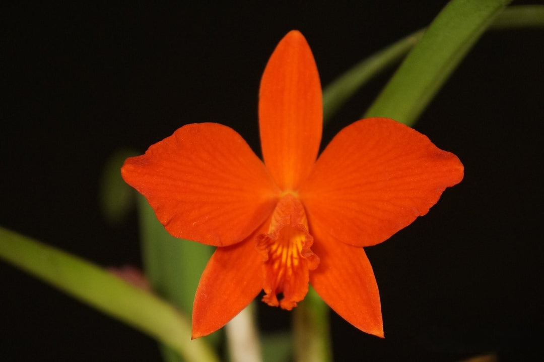 Cattleya Red Doll (C. Psyche (1902) x C. coccinea)