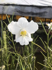 Papilionanthe Poepoe 'Diana' (Papilionanthe teres x Papilionanthe Cooperi)