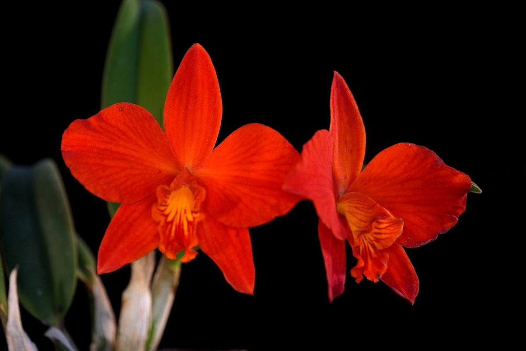 Cattleya Red Doll (C. Psyche (1902) x C. coccinea)