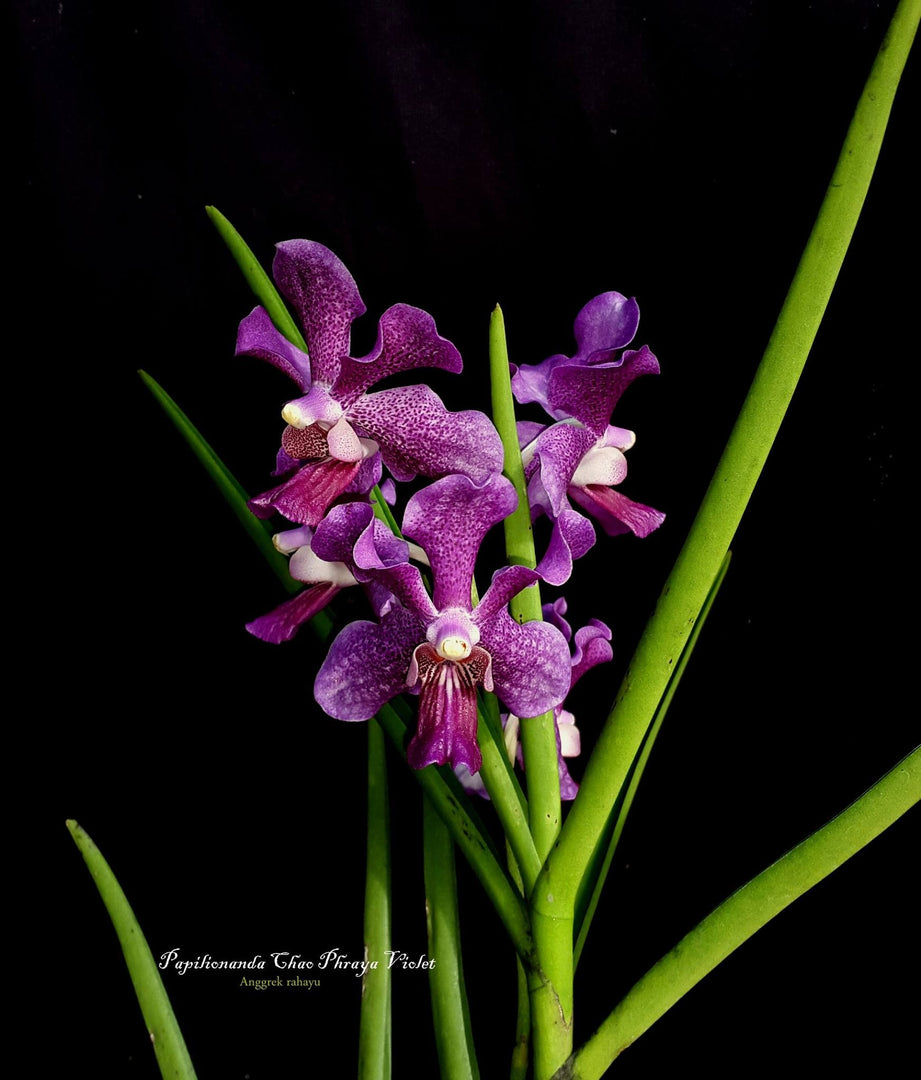 Papilionanda Chao Praya Violet