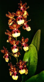 Carica l&#39;immagine nel visualizzatore Galleria, Trichocentrum Josephine (Trichocentrum Haematochilum × Trichocentrum lanceanum)
