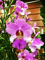 Load image into Gallery viewer, Papilionanthe Poepoe (Papilionanthe teres x Papilionanthe Cooperi)