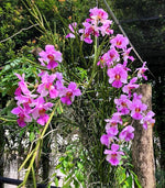 Load image into Gallery viewer, Papilionanthe Poepoe (Papilionanthe teres x Papilionanthe Cooperi)