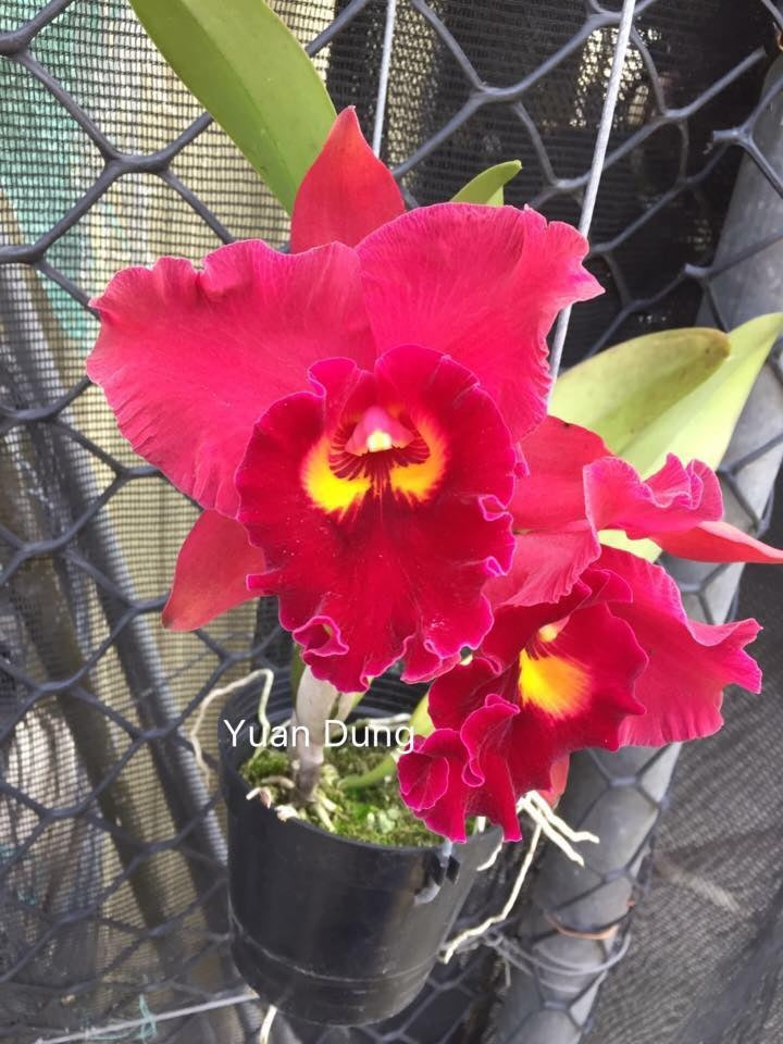 Rlc. Chief Emperor 'Red Tomatoes'