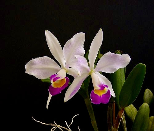 Cattleya x brymeriana f. semialba (C. eldorado 10182 x C. violacea f. coerulea)