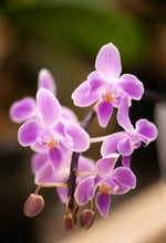 Load image into Gallery viewer, Phalaenopsis Silbergrube (celebensis x equestris) x Phal. javanica